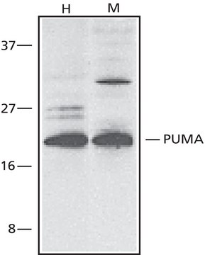 Anti-PUMA/bbc3, C-Terminal antibody produced in rabbit ~1&#160;mg/mL, affinity isolated antibody, buffered aqueous solution