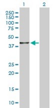 Anti-BHMT2 antibody produced in rabbit purified immunoglobulin, buffered aqueous solution