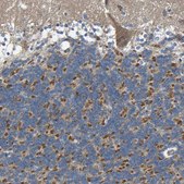 Anti-TMEM25 antibody produced in rabbit Prestige Antibodies® Powered by Atlas Antibodies, affinity isolated antibody, buffered aqueous glycerol solution