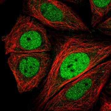 Anti-CRTC3 antibody produced in rabbit Prestige Antibodies&#174; Powered by Atlas Antibodies, affinity isolated antibody