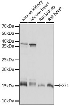 Anti-FGF1 Antibody, clone 3X3E5, Rabbit Monoclonal