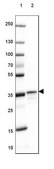 Anti-RABGGTB antibody produced in rabbit Prestige Antibodies® Powered by Atlas Antibodies, affinity isolated antibody, buffered aqueous glycerol solution, Ab2