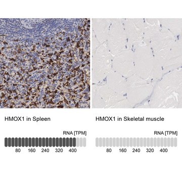 抗HMOX1 兔抗 Prestige Antibodies&#174; Powered by Atlas Antibodies, affinity isolated antibody, buffered aqueous glycerol solution