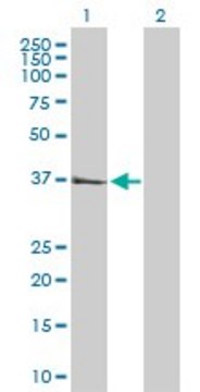 Anti-CTSS antibody produced in rabbit purified immunoglobulin, buffered aqueous solution