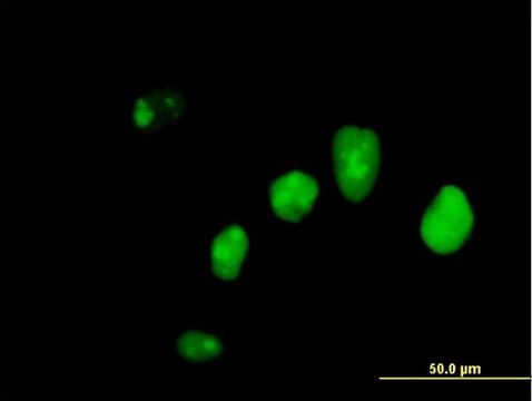 Anti-IFI16 antibody produced in mouse purified immunoglobulin, buffered aqueous solution