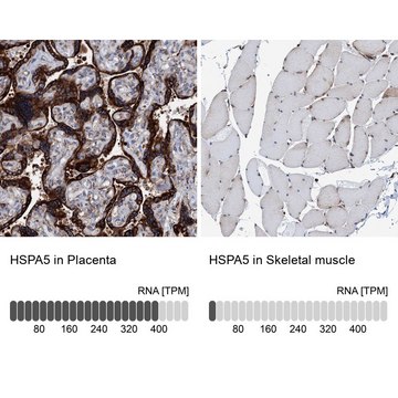 抗HSPA5 兔抗 Prestige Antibodies&#174; Powered by Atlas Antibodies, affinity isolated antibody, buffered aqueous glycerol solution