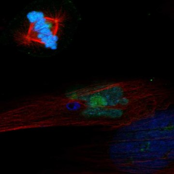 Anti-Pelo Antibody Produced In Rabbit Prestige Antibodies&#174; Powered by Atlas Antibodies, affinity isolated antibody, buffered aqueous glycerol solution