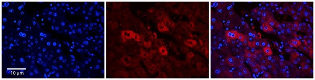 Anti-EEA1 antibody produced in rabbit affinity isolated antibody