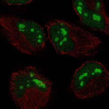 Anti-Zcchc2 Antibody Produced In Rabbit Prestige Antibodies&#174; Powered by Atlas Antibodies, affinity isolated antibody, buffered aqueous glycerol solution