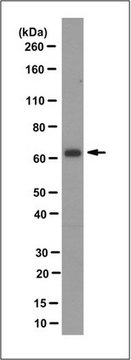 Anti-AIP1/WD repeat-containing protein 1, clone 13F10 Antibody clone 13F10, from rat