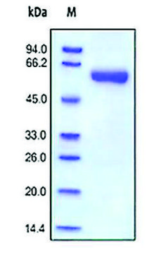 MMP-2 human recombinant, expressed in HEK 293 cells, &#8805;92% (SDS-PAGE)