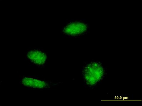 Monoclonal Anti-KHSRP antibody produced in mouse clone 2F3, purified immunoglobulin, buffered aqueous solution