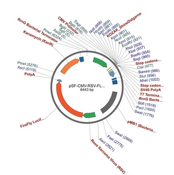 PSF-CMV-RSV-FLUC ASCI - FIREFLY LUCIFERASE PLASMID plasmid vector for molecular cloning