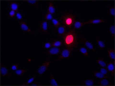 Anti-HOXD9 antibody produced in rabbit ~1.0&#160;mg/mL, affinity isolated antibody