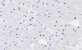 Anti-Laminin α2 Antibody, clone 2I22 ZooMAb® Rabbit Monoclonal recombinant, expressed in HEK 293 cells