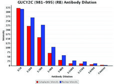 Anti-GUCY2C (981-995) antibody produced in rabbit IgG fraction of antiserum, buffered aqueous solution