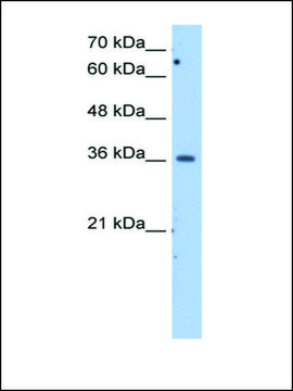 Anti-MDH1 antibody produced in rabbit IgG fraction of antiserum