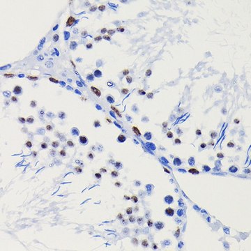 Anti- HDAC1 antibody produced in rabbit