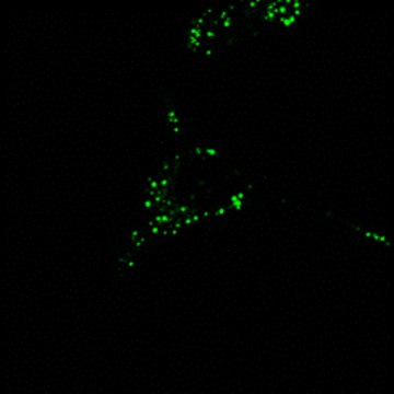 BioTracker&#8482; TAS2 Proteasome Activity Live Cell Probe