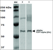 Monoclonal Anti-Tcp1-Alpha antibody produced in rat clone 23c, purified immunoglobulin