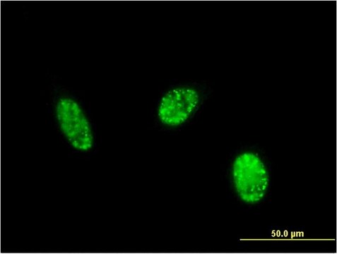 Monoclonal Anti-EXOSC1 antibody produced in mouse clone 2E9, purified immunoglobulin, buffered aqueous solution