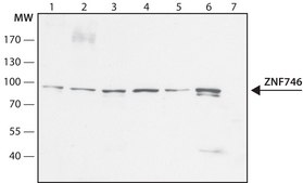 Anti-ZNF746 antibody produced in rabbit ~1.0 mg/mL, affinity isolated antibody