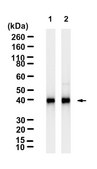 Anti-SMAD7 Antibody, clone 2D15 ZooMAb® Rabbit Monoclonal recombinant, expressed in HEK 293 cells