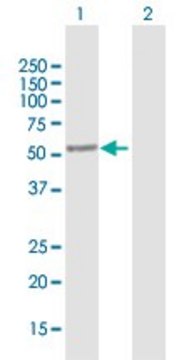 Anti-SAG antibody produced in mouse purified immunoglobulin