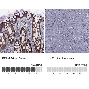 Anti-BCL2L14 antibody produced in rabbit Prestige Antibodies&#174; Powered by Atlas Antibodies, affinity isolated antibody, buffered aqueous glycerol solution