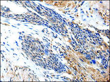 Anti-PTPRG affinity isolated antibody