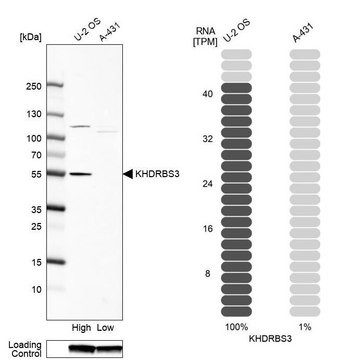 抗-KHDRBS3 兔抗 Prestige Antibodies&#174; Powered by Atlas Antibodies, affinity isolated antibody