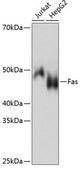 Anti- Fas antibody produced in rabbit
