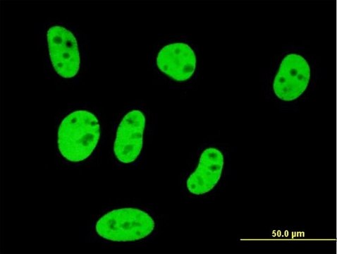 Monoclonal Anti-SMAD3 antibody produced in mouse clone 4F9, purified immunoglobulin, buffered aqueous solution