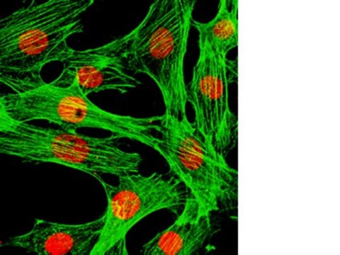 Anti-FOXA1 Antibody, clone 2F83 clone 2F83, from mouse