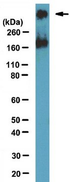 Anti-SMRT Antibody, clone 1SM-1E7 ascites fluid, clone 1SM-1E7, from mouse