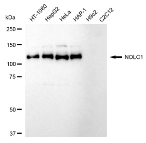 Anti NOLC1 Antibody, clone 24GB490, Rabbit Monoclonal clone 24GB490, recombinant rabbit monoclonal, expressed in HEK293 cells