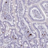Anti-MS4A2 antibody produced in rabbit Prestige Antibodies® Powered by Atlas Antibodies, affinity isolated antibody, buffered aqueous glycerol solution