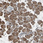 Anti-NUCB2 antibody produced in rabbit Prestige Antibodies® Powered by Atlas Antibodies, affinity isolated antibody, buffered aqueous glycerol solution