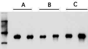mRNA Isolation Kit for Blood/Bone Marrow sufficient for 100 isolation(s) (5 mL), kit of for up to 30 (100) isolations from 5 mL (1.5 mL) sample volumes, suitable for RT-PCR, suitable for Northern blotting, suitable for ELISA