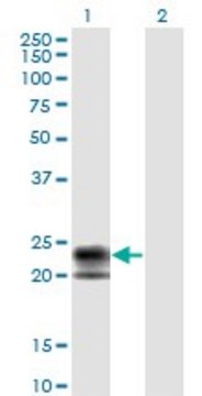 Monoclonal Anti-TNFRSF17 antibody produced in mouse clone 1F10, purified immunoglobulin, buffered aqueous solution