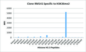Anti-Dimethyl-Histone H3 (Lys36) antibody, Rabbit monoclonal recombinant, expressed in HEK 293 cells, clone RM141, purified immunoglobulin