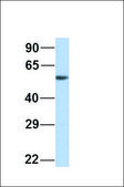 Anti-MTUS1 antibody produced in rabbit affinity isolated antibody