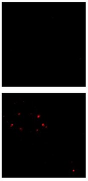 Anti-Amyloid-&#946; (oligomer) Antibody, clone F11G3 clone F11G3, from mouse