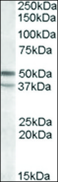 Anti-HTR7 (C-terminal) antibody produced in goat affinity isolated antibody, buffered aqueous solution