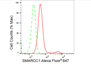 KD-Validated Anti SMARCC1 Antibody, clone 23GB4165, Rabbit Monoclonal clone 23GB4165, recombinant rabbit monoclonal, expressed in HEK293 cells