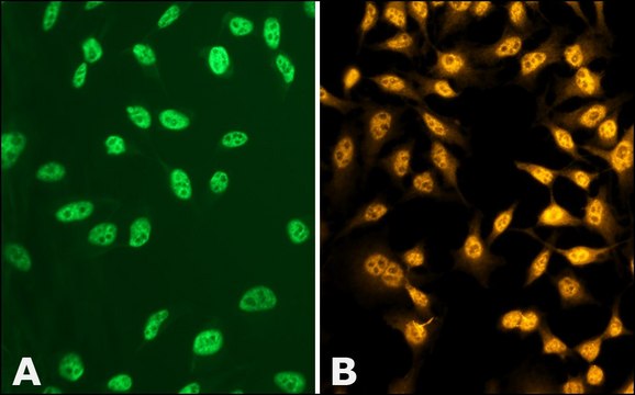 Anti-phospho-TDP-43 [pSer409] antibody produced in rabbit ~1.0&#160;mg/mL, affinity isolated antibody