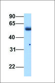 Anti-RBM4 (AB2) antibody produced in rabbit affinity isolated antibody