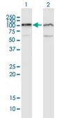 Anti-UBA2 antibody produced in mouse IgG fraction of antiserum, buffered aqueous solution