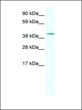 Anti-ISL2 antibody produced in rabbit IgG fraction of antiserum