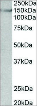 Anti-SYNGAP1 antibody produced in goat affinity isolated antibody, buffered aqueous solution